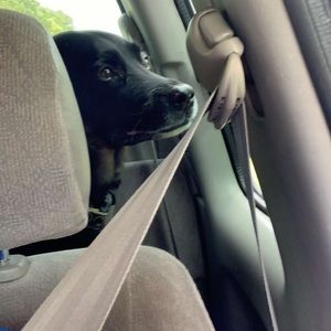 Meet your Posher, Skyelar